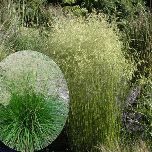 Deschampsia cespitosa 'Bronzeschleier' - Luht-kastevars 'Bronzeschleier' P9/0,55L 